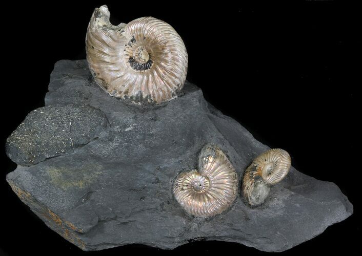 Iridescent Ammonite Fossils Mounted In Shale - x #38108